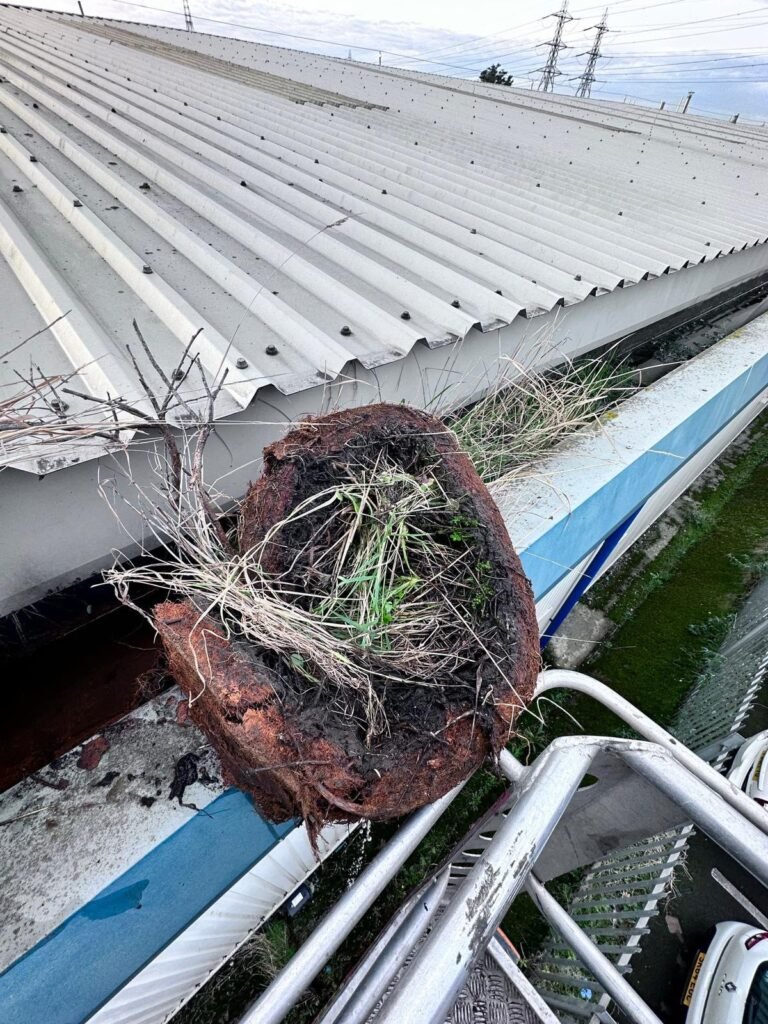 Commercial roof gutter with plant growth before clearance